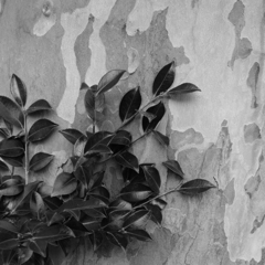 Black & White
