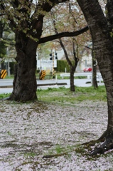 雨のあと