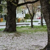 雨のあと