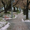 雨のあと
