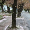 雨のあと