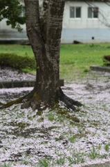 雨のあと
