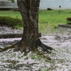 雨のあと