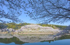 ダム湖の桜は満開
