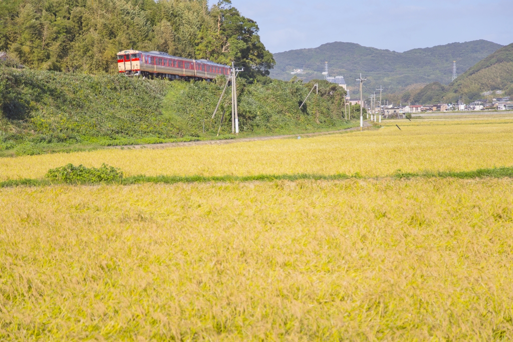 国鉄色列車が通ります 稲刈りの頃 in 2019