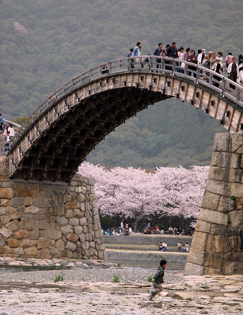 錦帯橋と桜