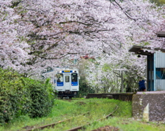 桜が残っていました in 2016