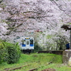 桜が残っていました in 2016