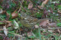 Black-faced bunting