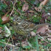 Black-faced bunting