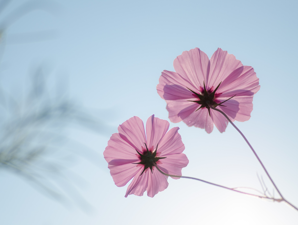 朝色の秋桜2