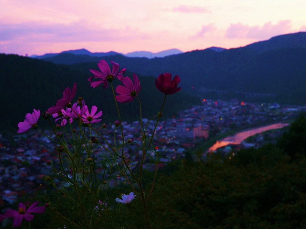 天空の秋桜