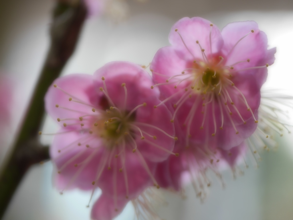 香花