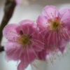 香花