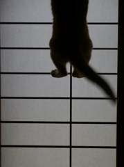 天高く猫登る秋