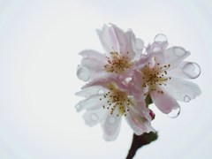 雫桜