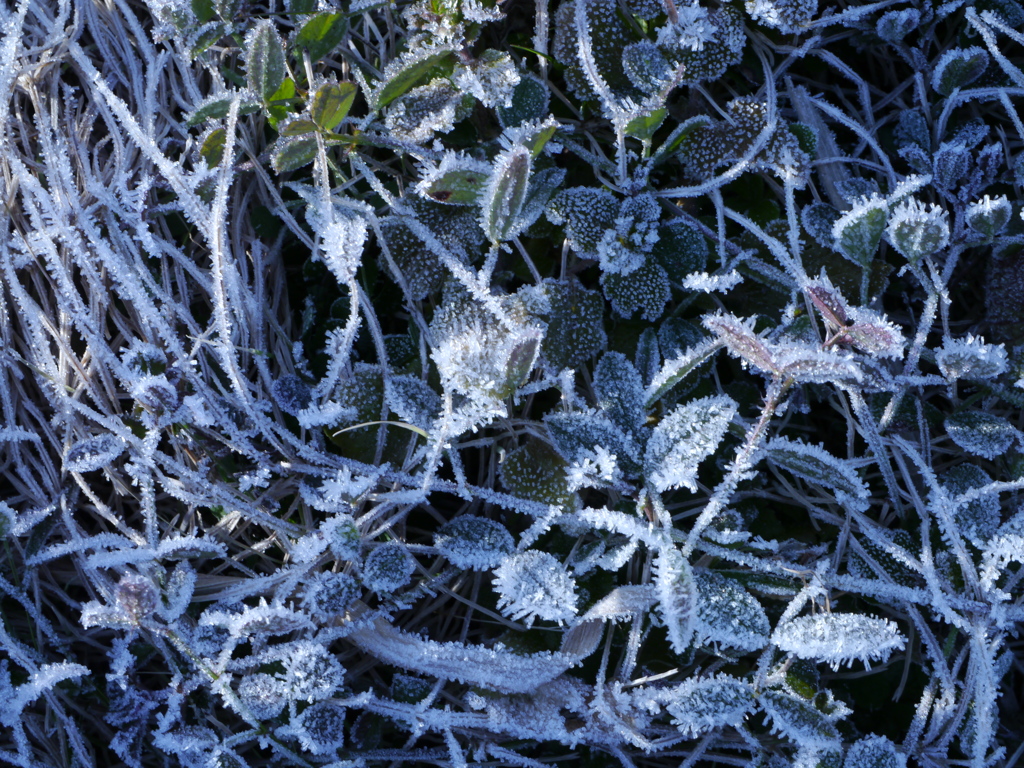 霜化粧