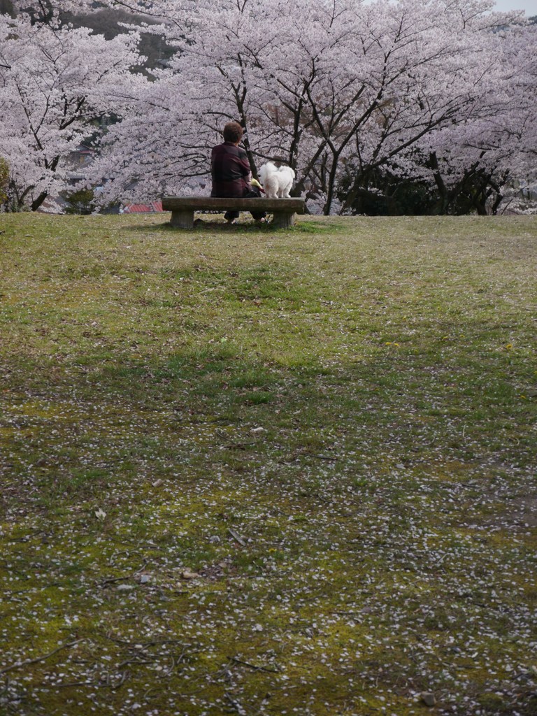 ふたりの花見