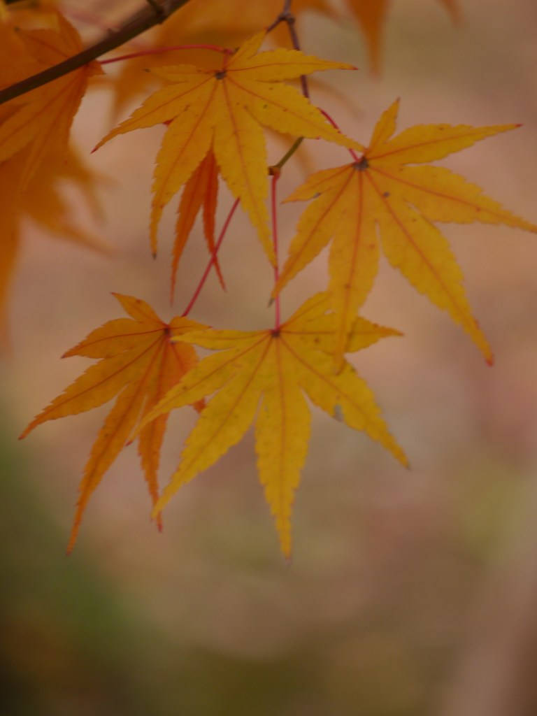 淡紅葉