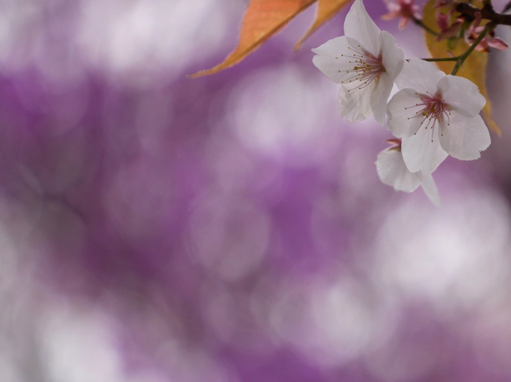 春光紫