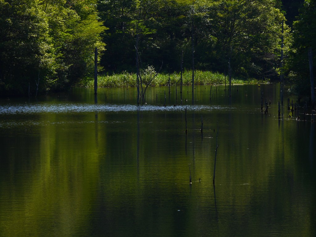 深緑水景