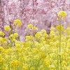春の共演