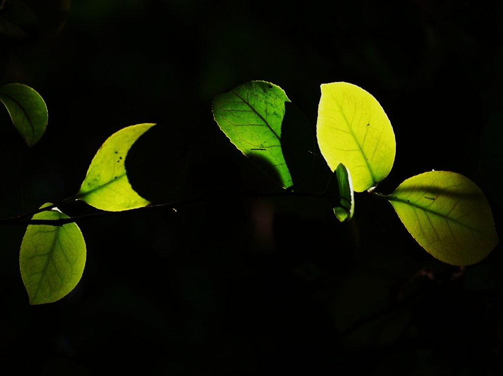 seven leaves
