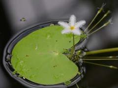 水面に咲く