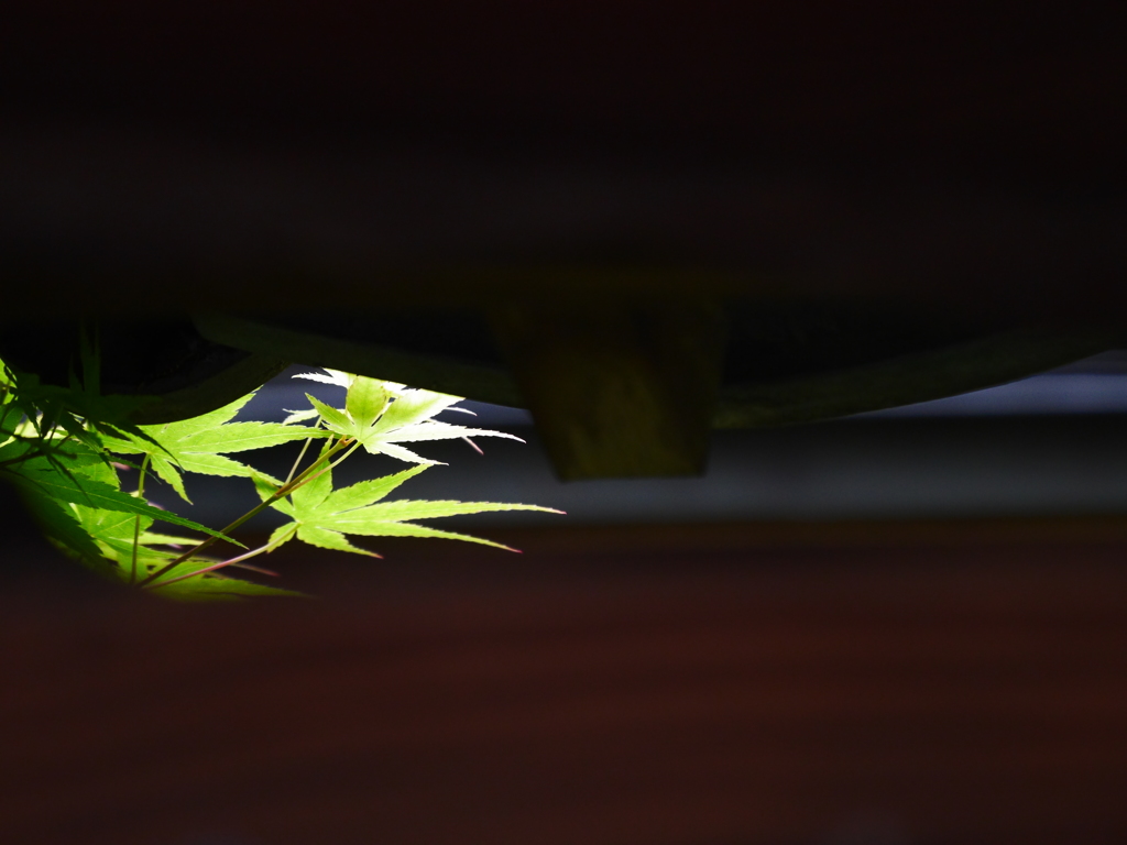 green impression Ⅲ