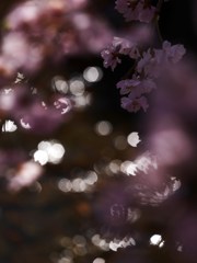 光と桜の旋律