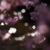 光と桜の旋律