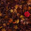 紅落花