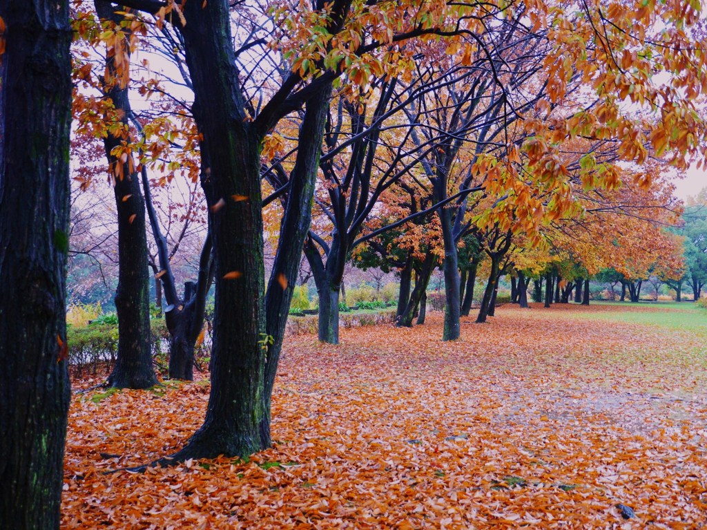 晩秋模様