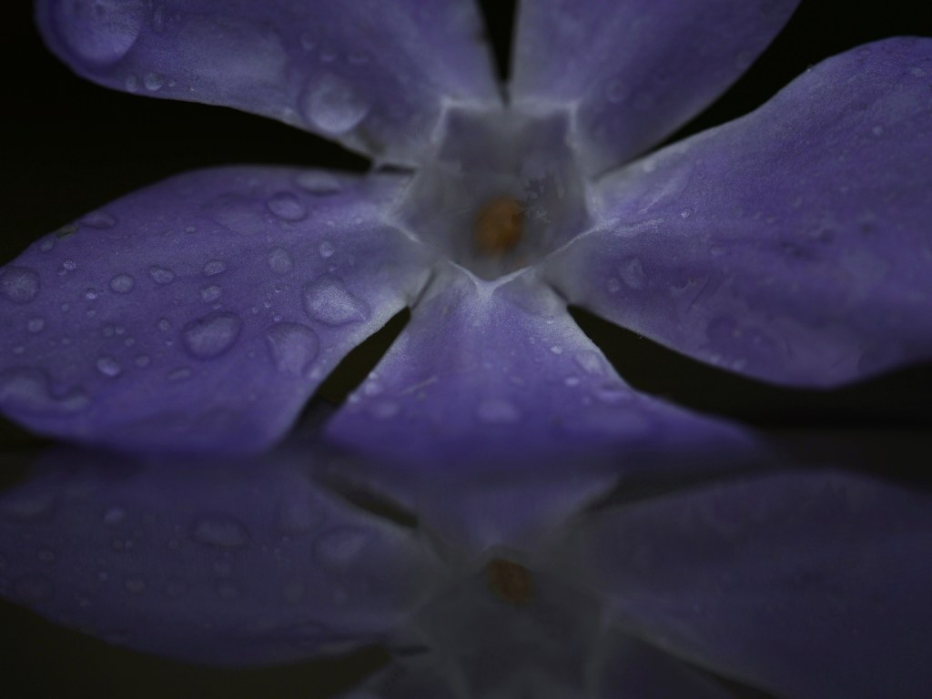 雨傷み一輪