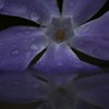 雨傷み一輪