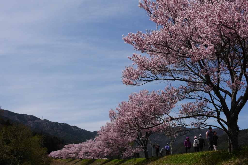 花見日和