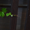 green impression Ⅰ