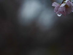 rain blossom