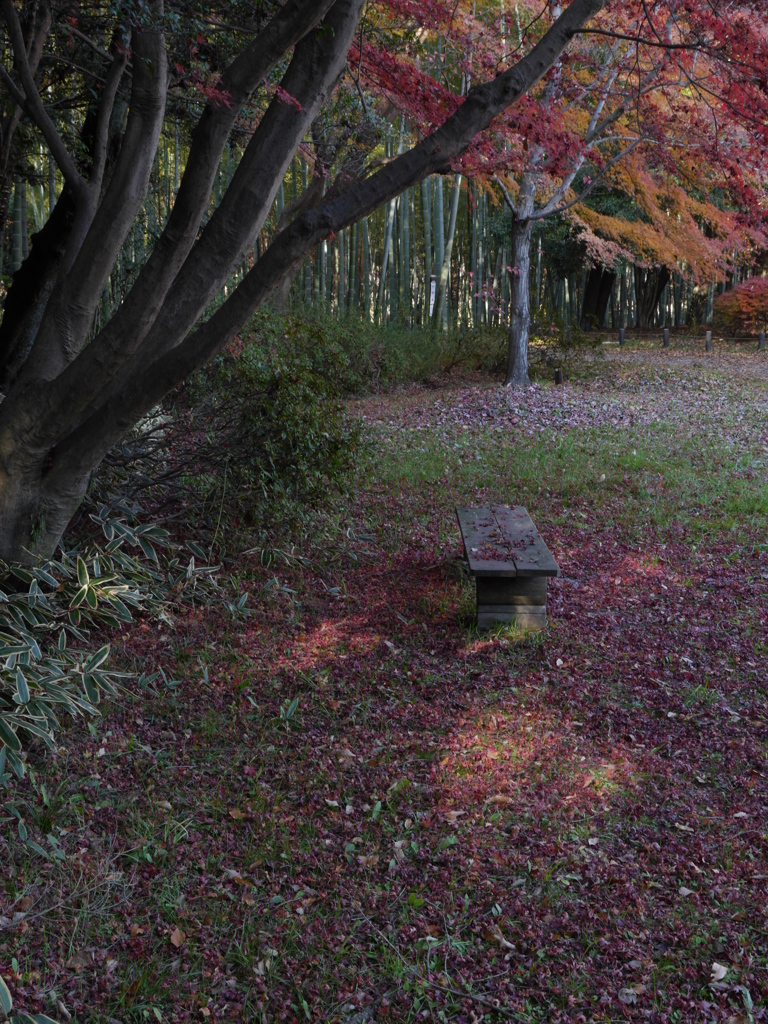 晩秋のベンチ