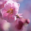 花美しく、蕾は香る