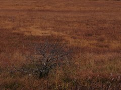 褐色の湿原
