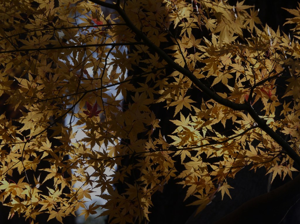 錦秋　二