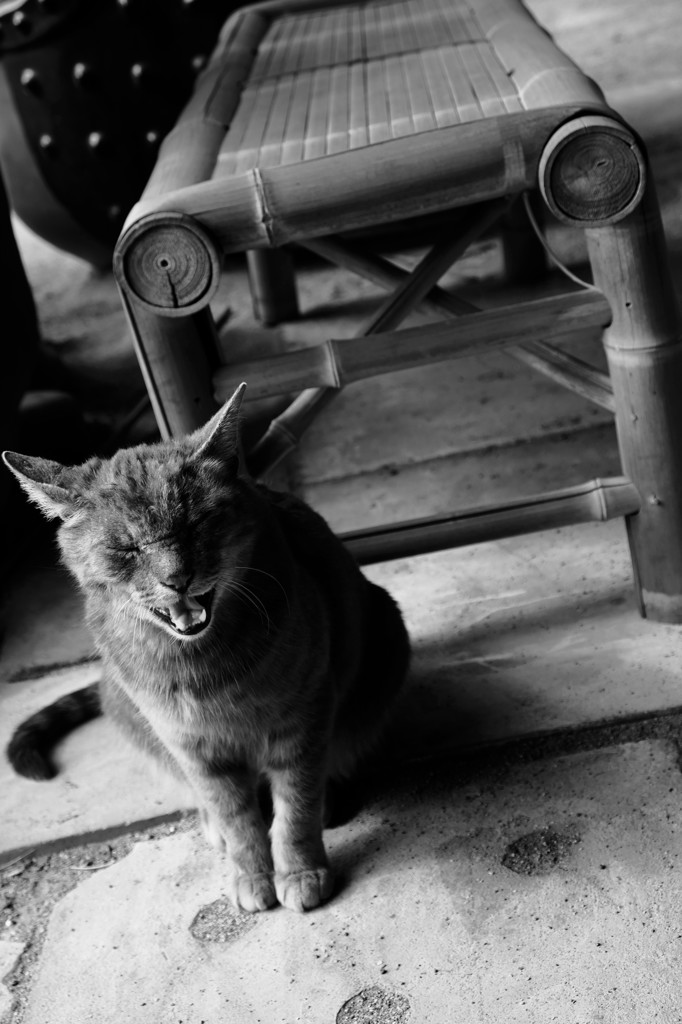シャー（斜）猫！