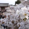 仁和寺の桜