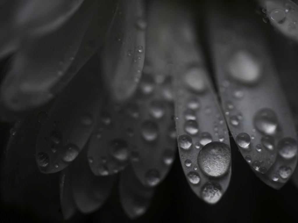 dark raindrops