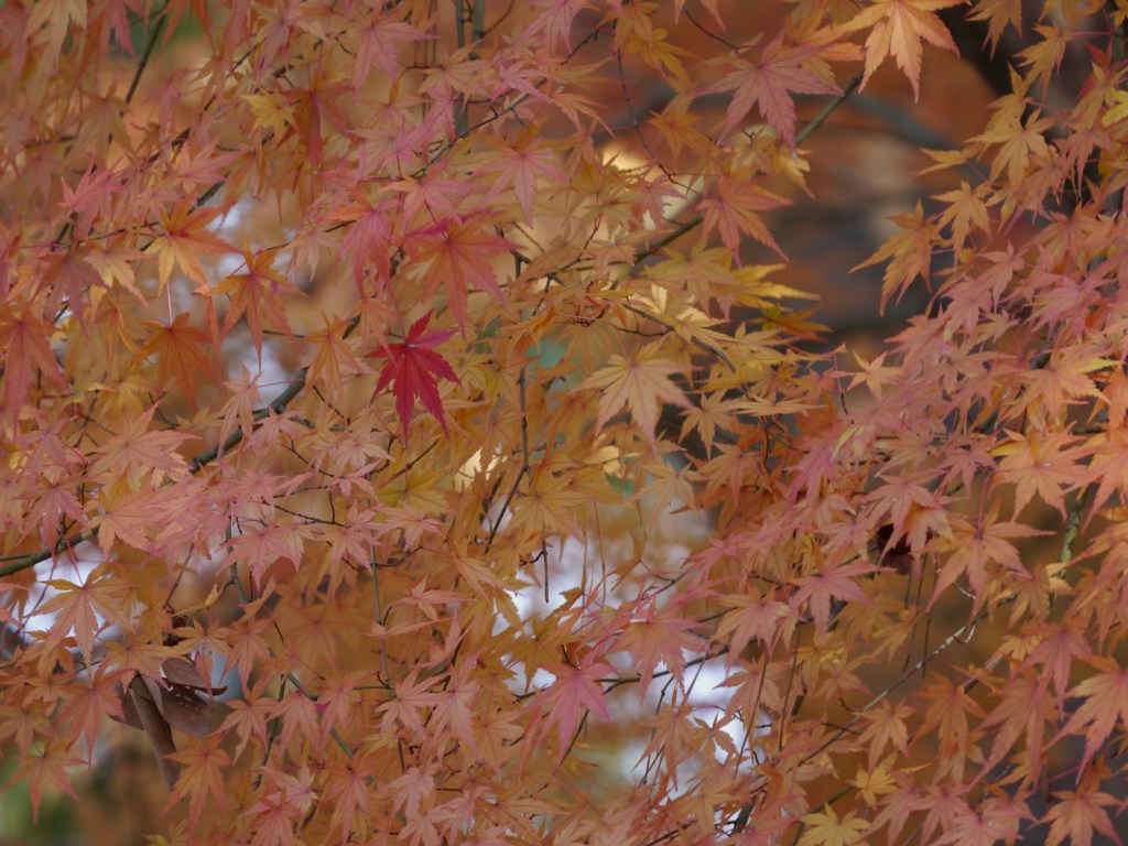 紅一点