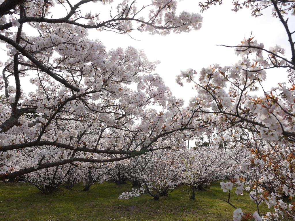 御室桜