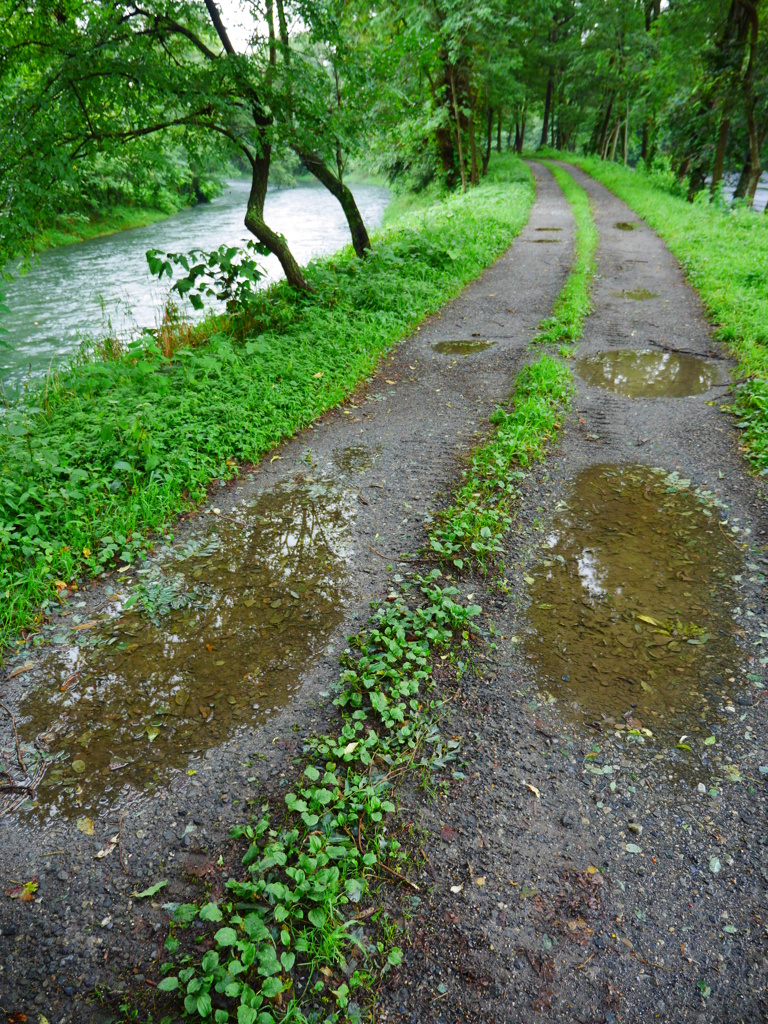 雨上がりの散歩道