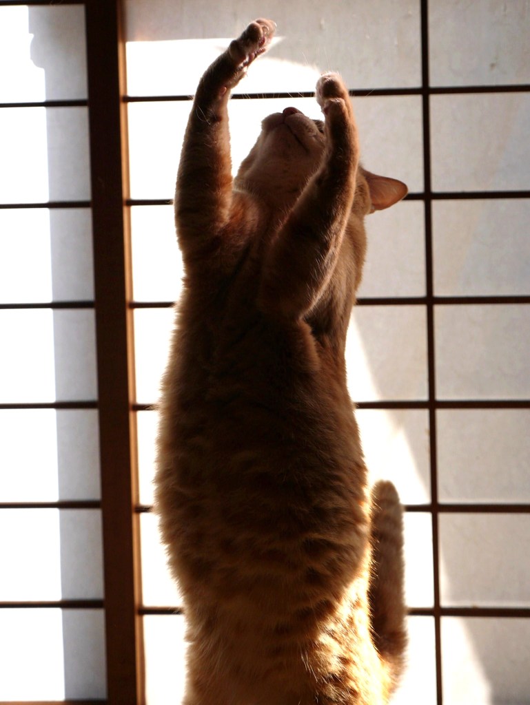 福腹　愛