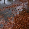 時雨に散る